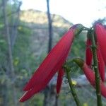 Erythrina corallodendrum Flor
