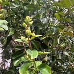 Lagerstroemia speciosa Blad