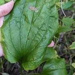 Plantago rugelii Folha