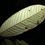 Couepia excelsa 葉