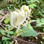 Lonicera nigra Virág