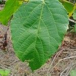 Alchornea cordifolia Leaf