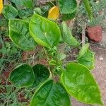 Hibiscus fragilis Leaf