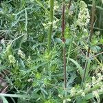 Reseda lutea Blad