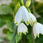 Leucojum aestivumBlodyn