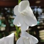 Watsonia borbonica Flor