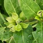 Salvia coccinea Virág