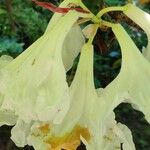 Rhododendron auriculatum Flor