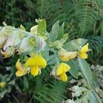 Crotalaria berteroana Flower