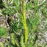 Pedicularis rostratospicata 叶