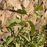 Gymnosporia putterlickioides Leaf