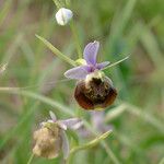 Ophrys fuciflora മറ്റ്