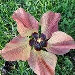 Hibiscus tiliaceus Kwiat