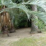 Butia capitata Leaf