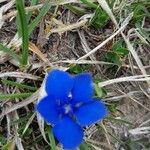 Gentiana sierrae Flower