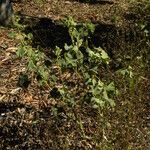 Abutilon hirtum Habitat