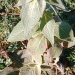 Verbascum lychnitis Leaf