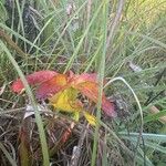 Sarracenia alata Flor