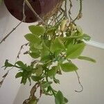 Mesembryanthemum cordifolium Blatt