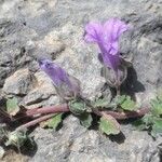 Campanula andrewsii Flower