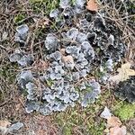Saxifraga hirsuta Hoja