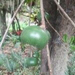 Pouteria lucuma Fruit