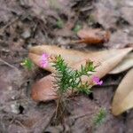 Cuphea ericoides Blomst