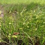 Carex vesicaria Hábito