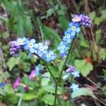 Myosotis sylvatica Virág