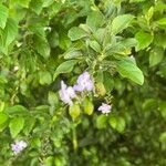 Duranta erecta Bloem