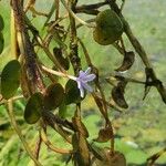 Eichhornia diversifolia List