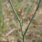 Thymelaea gussonei Corteza