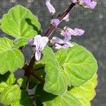 Plectranthus ernstii 花