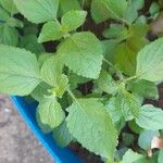 Ageratum houstonianumLeaf