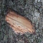 Trattinnickia rhoifolia Bark