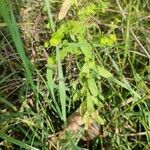 Euphorbia stricta Leaf