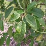 Holboellia coriacea Leaf