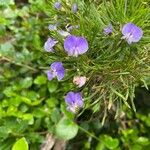 Psoralea pinnata Blüte