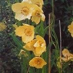 Meconopsis integrifolia