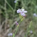 Plumbago europaea 花