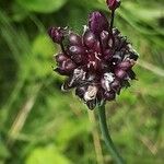 Allium scorodoprasum 花