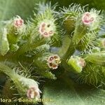 Euphorbia prostrata Fruit