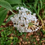 Buddleja albiflora Květ