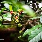 Psychotria viridis Blomst