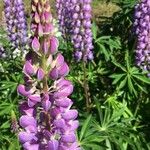 Lupinus × regalis Λουλούδι