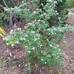 Buddleja auriculata Habit