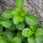 Polycarpon tetraphyllum Blad