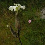 Silene latifolia Flower