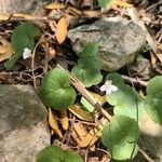 Cymbalaria aequitriloba Blomma