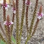 Verbena hastata Habitus